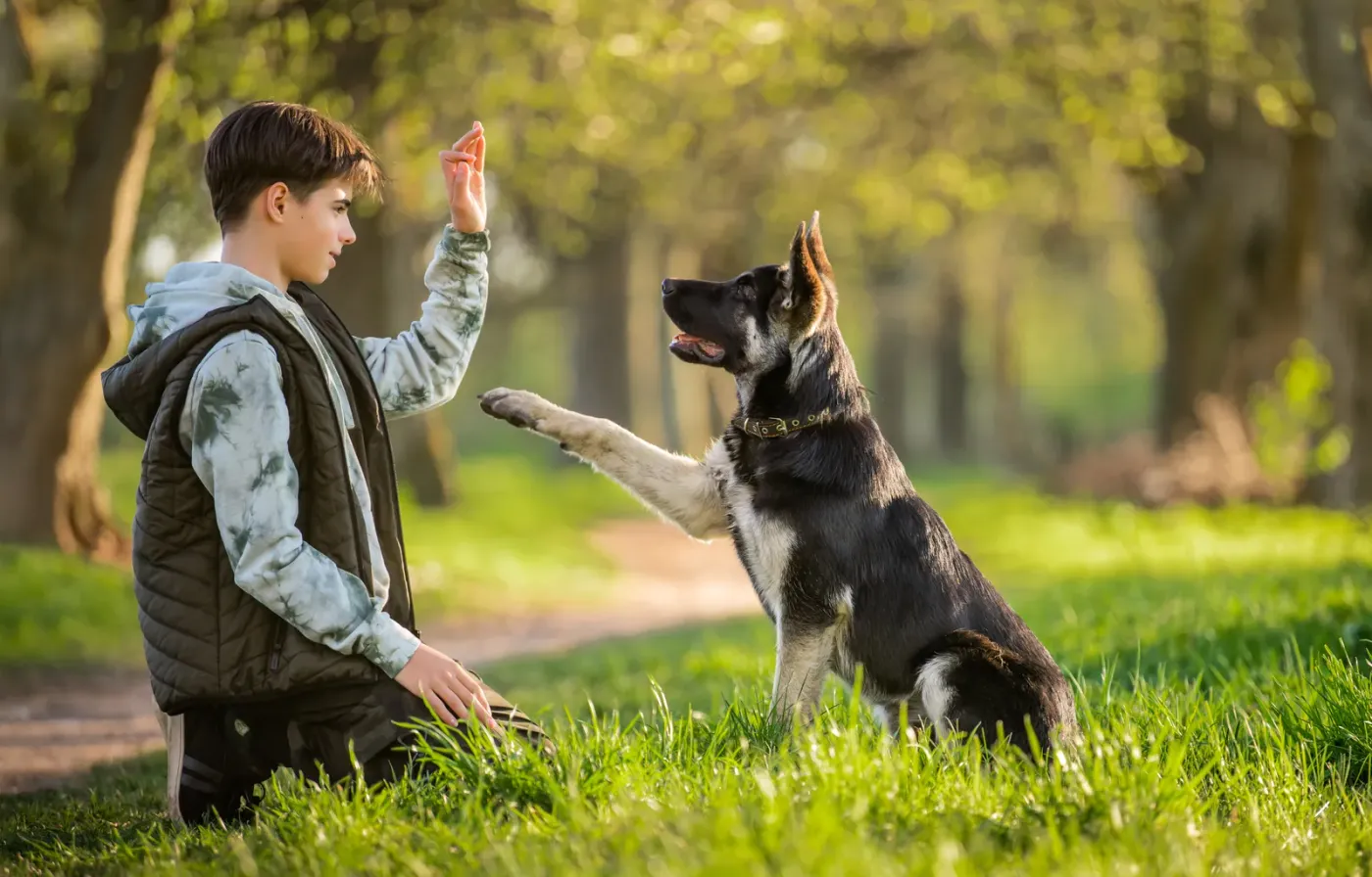 Teenager giving a hand signal to a young shepherd mix in a park