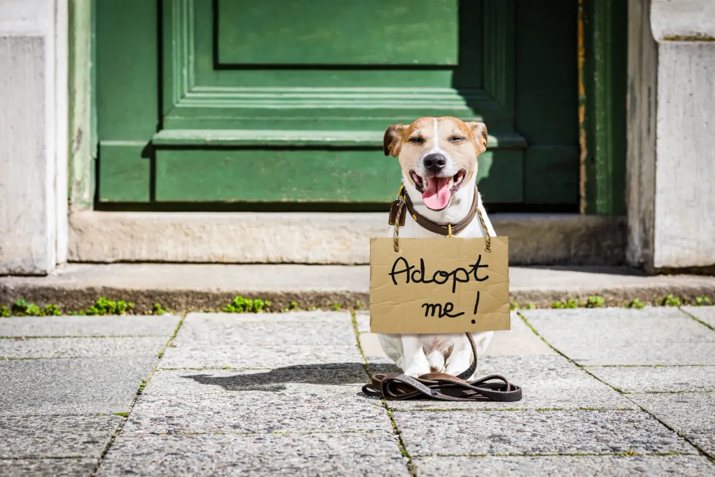 Dog sitting on a doorstep with an adopt me sign