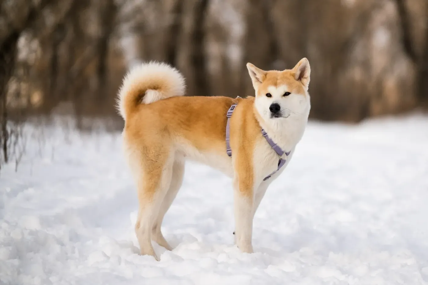 Akita standing on a snowy path in winter