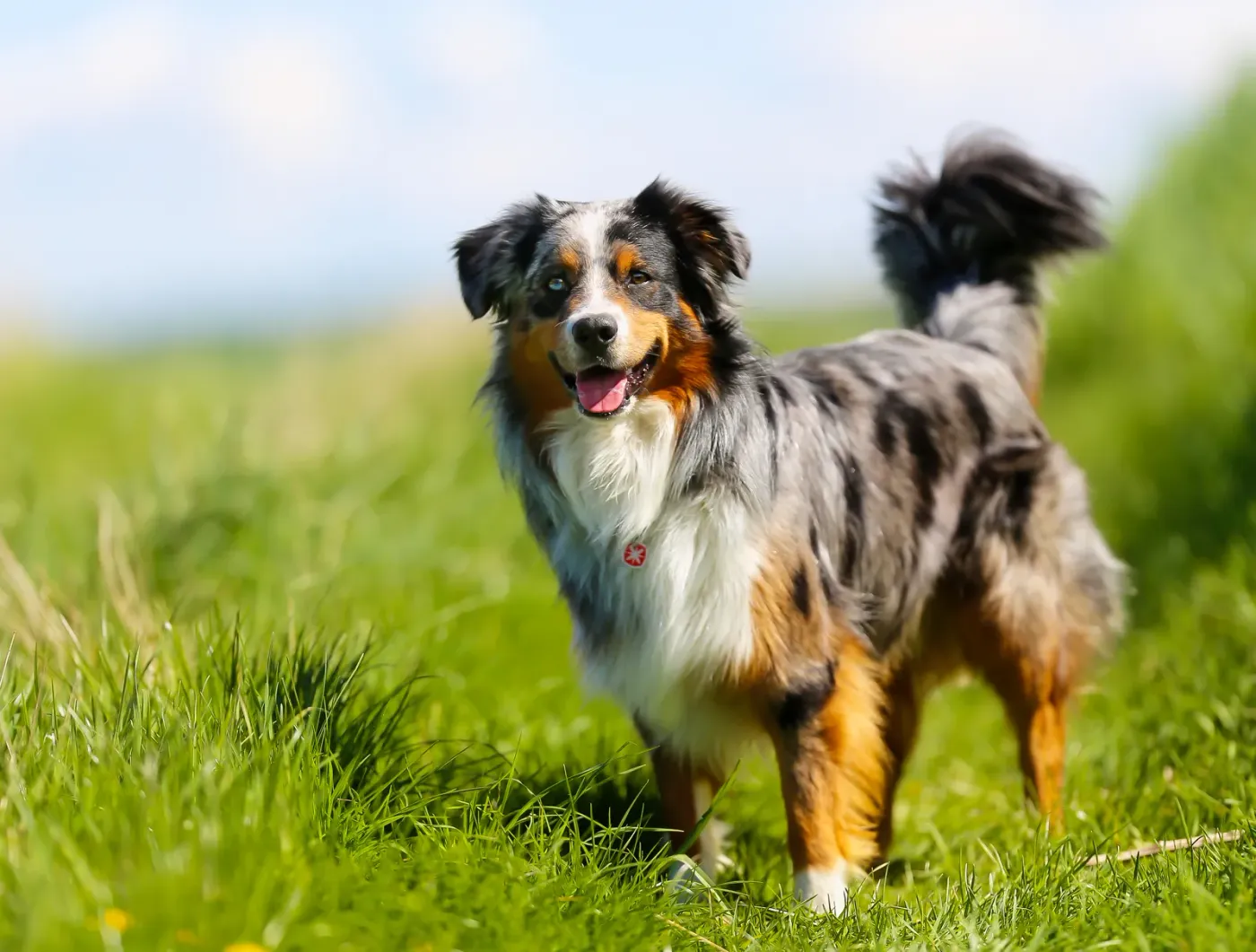Blue merle Australian shepherd trotting across a green field
