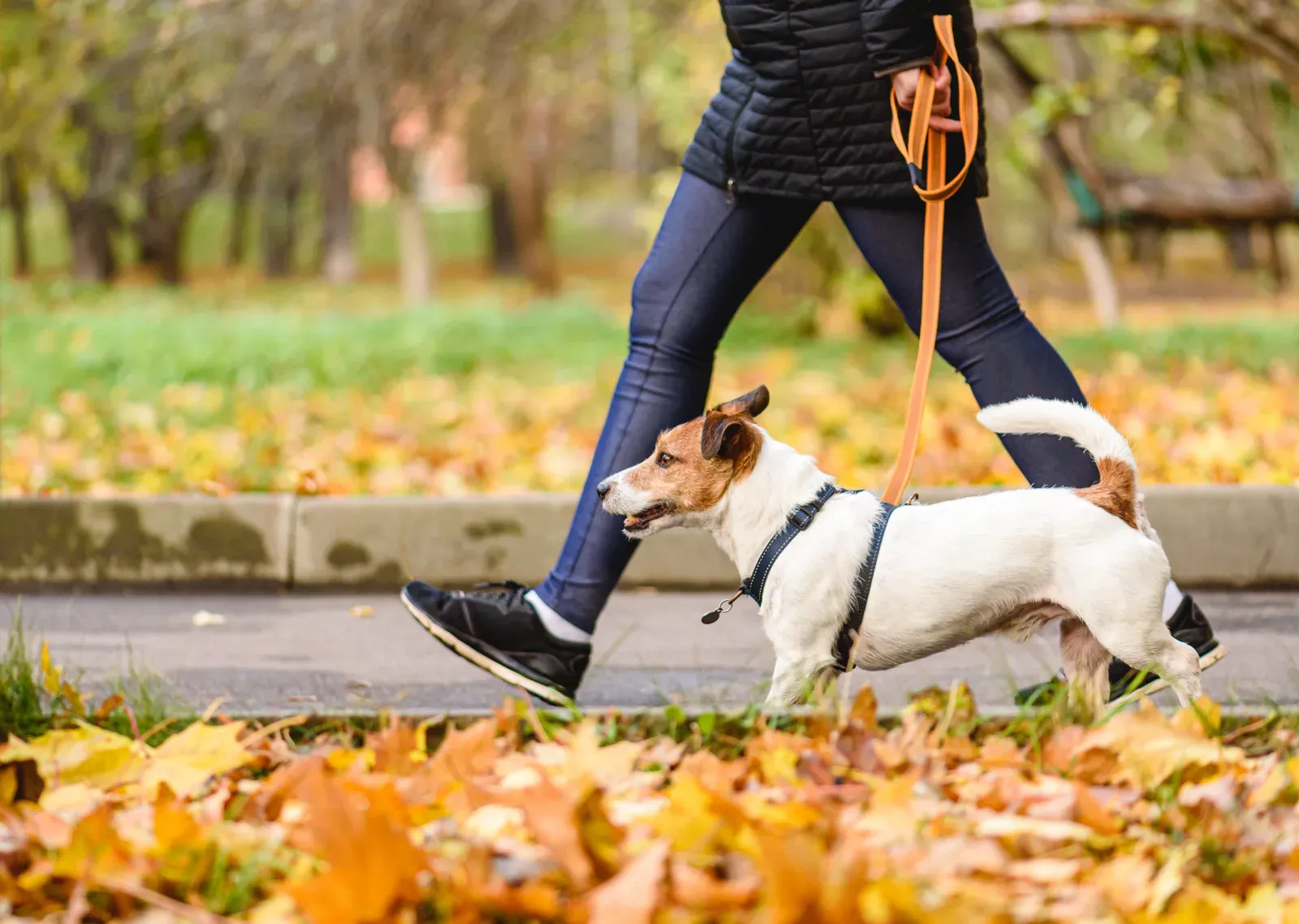 Dog walking politely on a loose leash beside its owner through autumn leaves