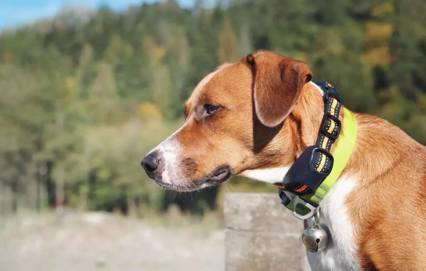 Brown and white dog wearing a remote training collar in a meadow