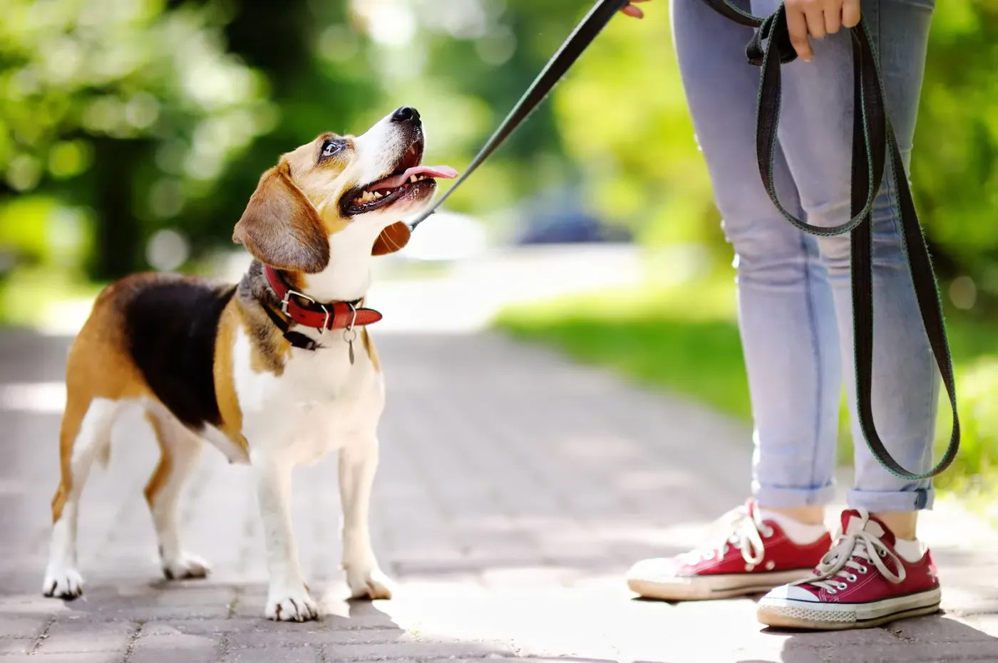 Beagle on leash looking up at its owner on a sidewalk