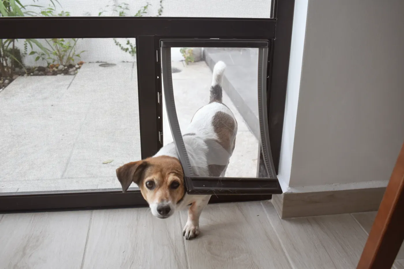 Dog waiting at the front door to be let out