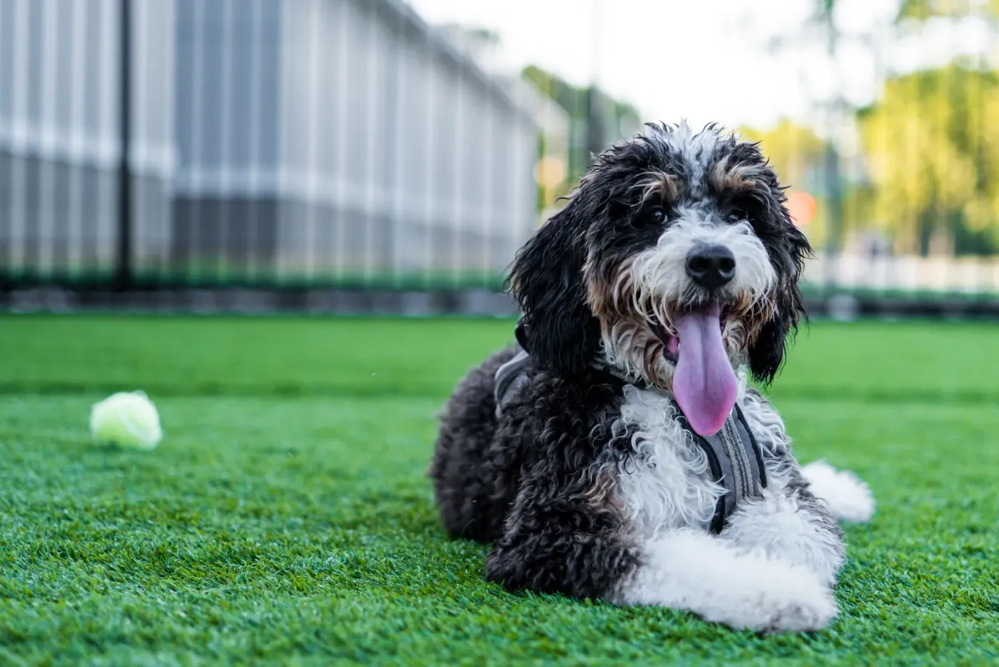 Bernedoodle lying on turf with a tennis ball, tongue out