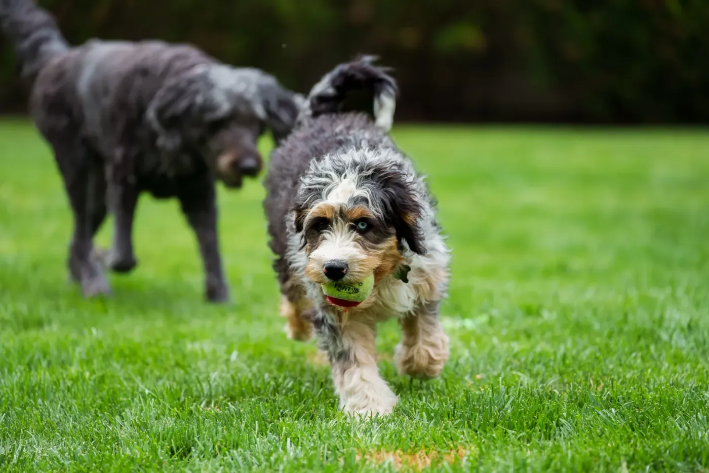Merle bernedoodle running across a lawn