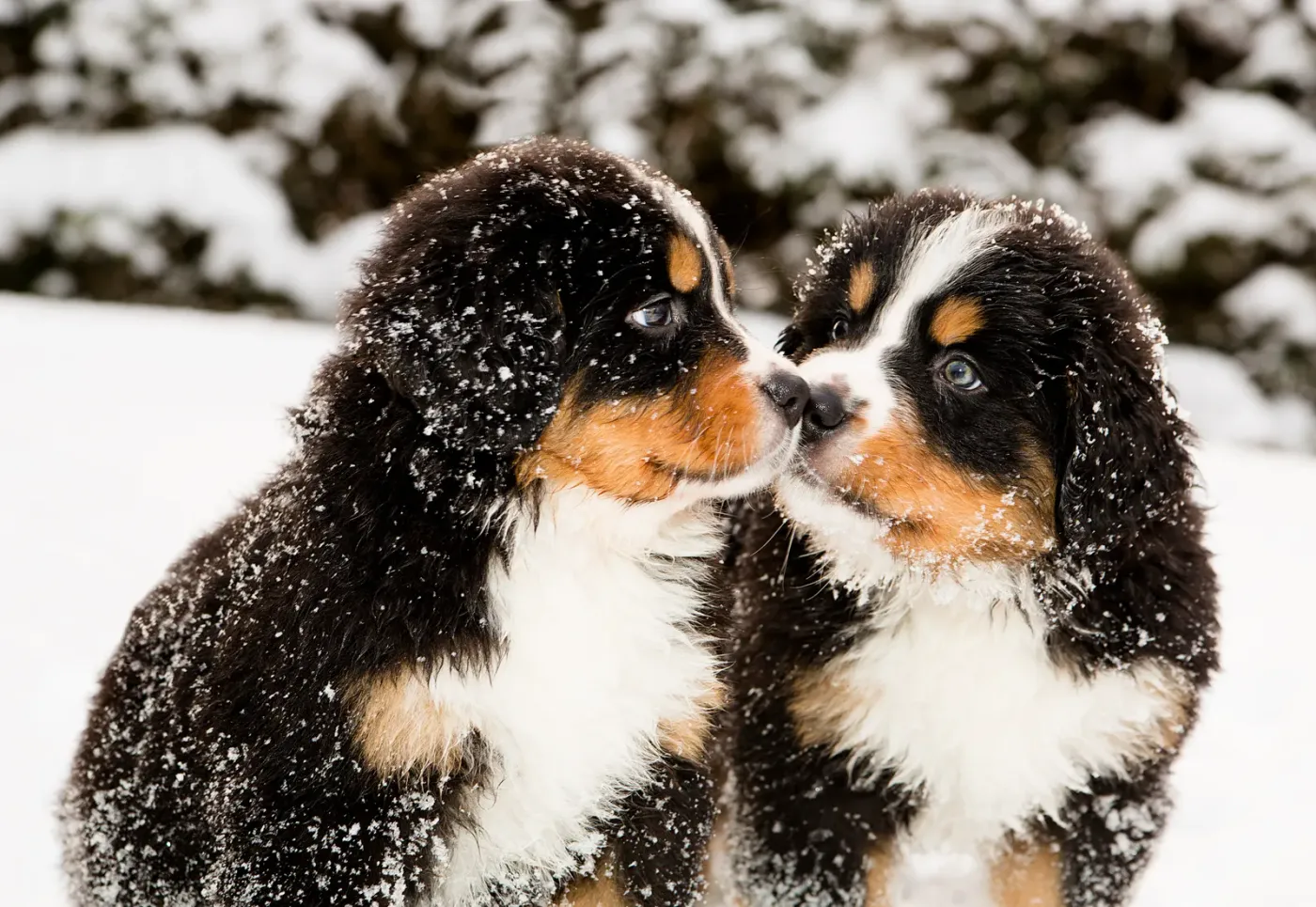 Two Bernese mountain dogs covered in snow after playing outside