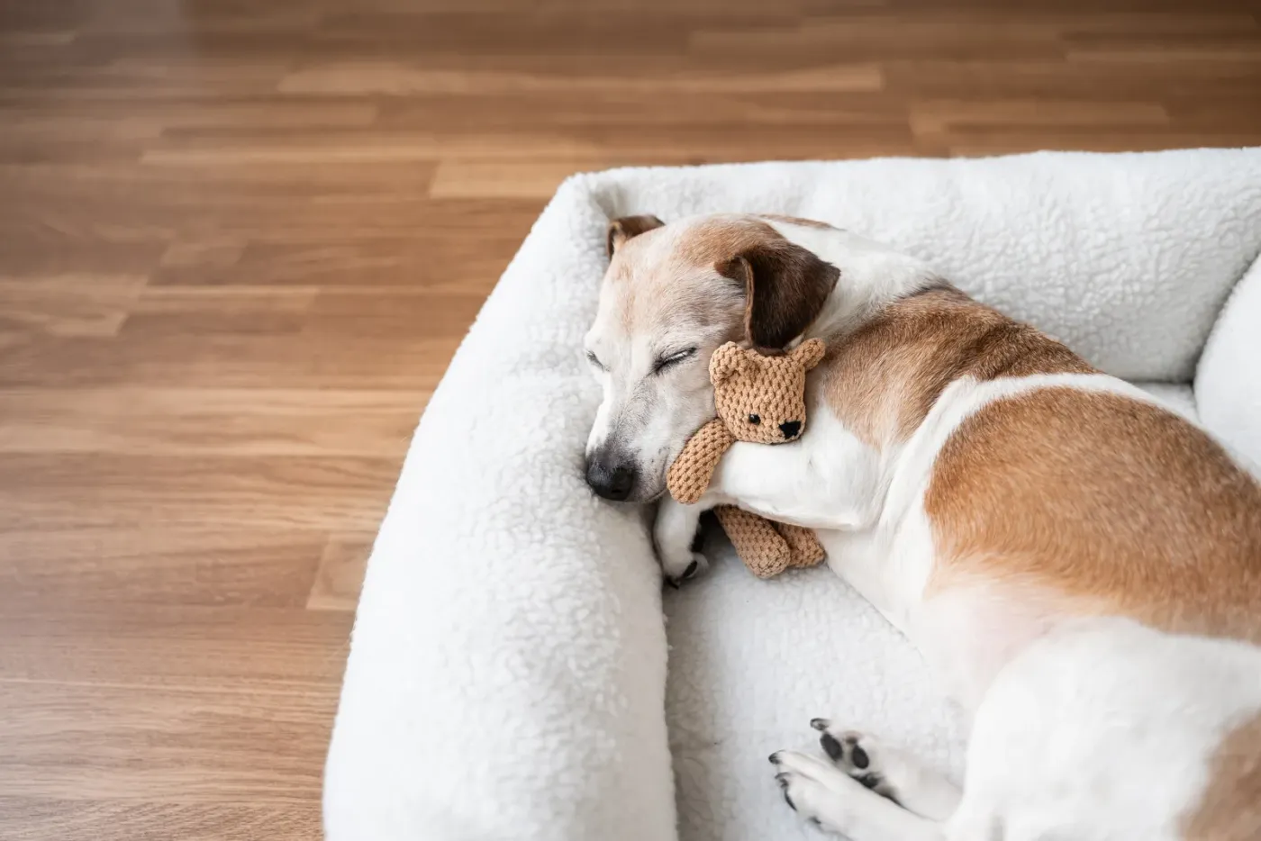 Dog napping in a soft pet bed hugging a toy bear