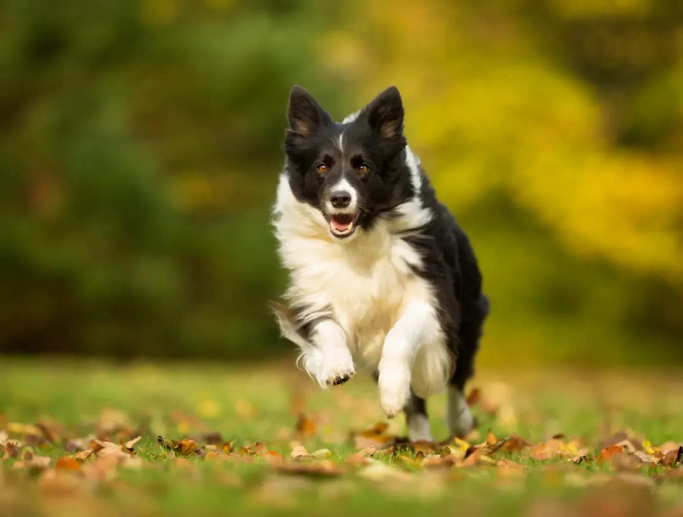 Border collie running through fallen leaves