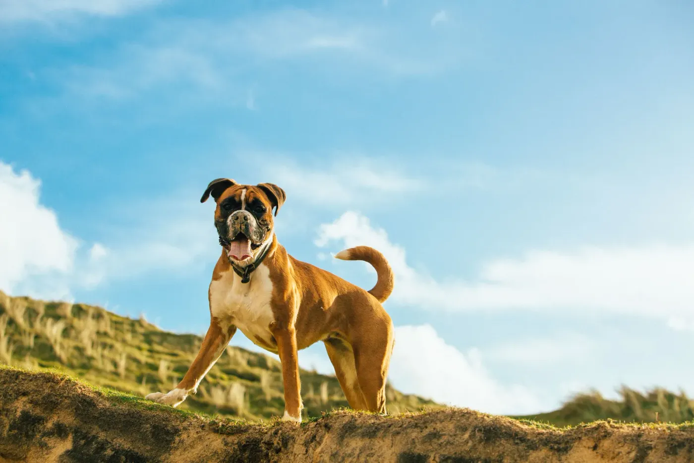 Boxer standing on a grassy hill under a blue sky