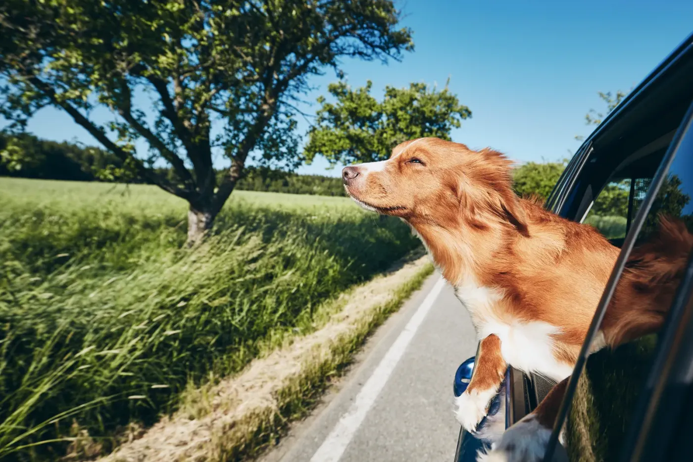 Dog leaning out a car window with its ears in the wind