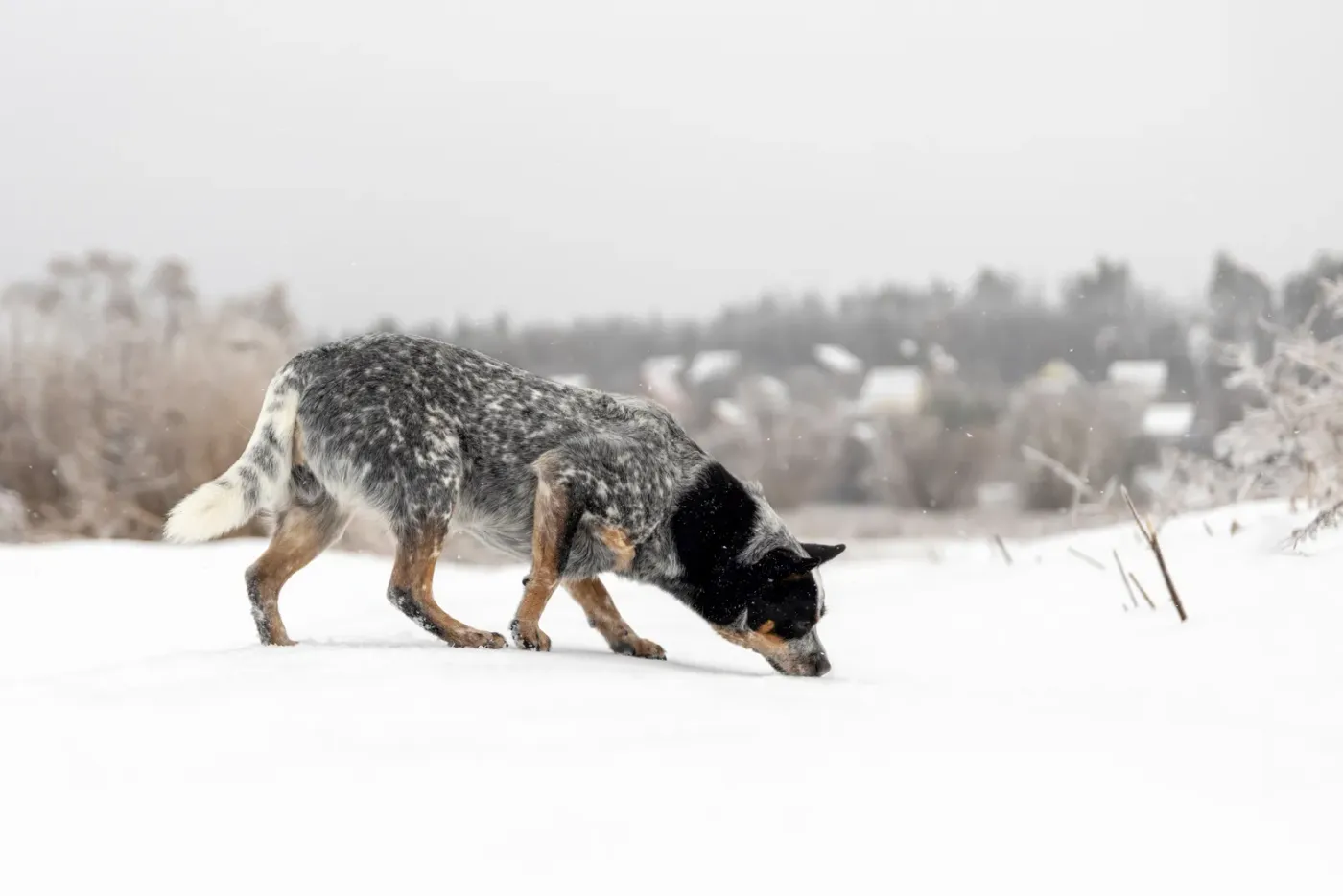 Australian cattle dog sniffing through fresh snow in a field