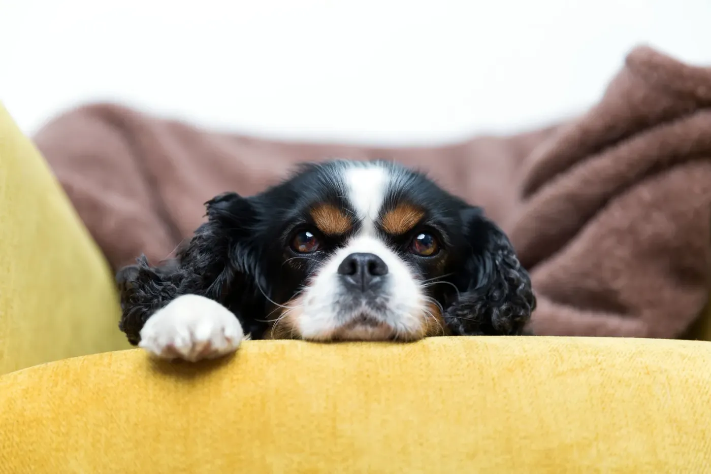 Cavalier King Charles spaniel resting its chin on a couch cushion