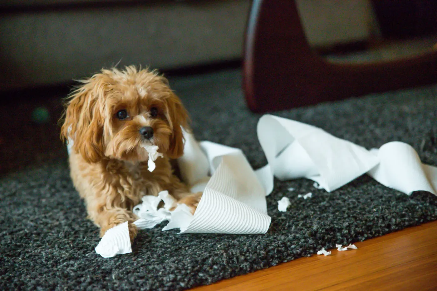 Small dog on a rug beside a roll of toilet paper it has shredded