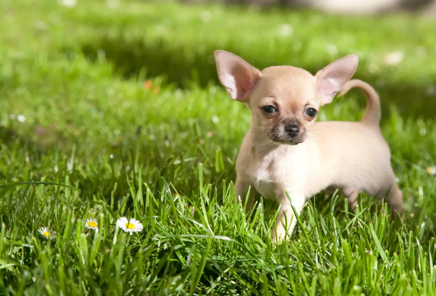 Chihuahua puppy standing in a daisy lawn