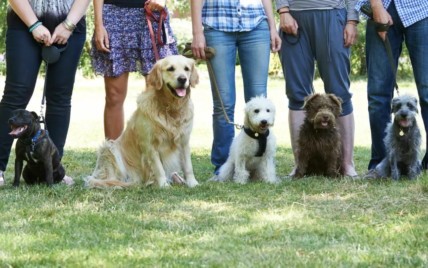 Group of dogs sitting in a row beside their owners at an outdoor class