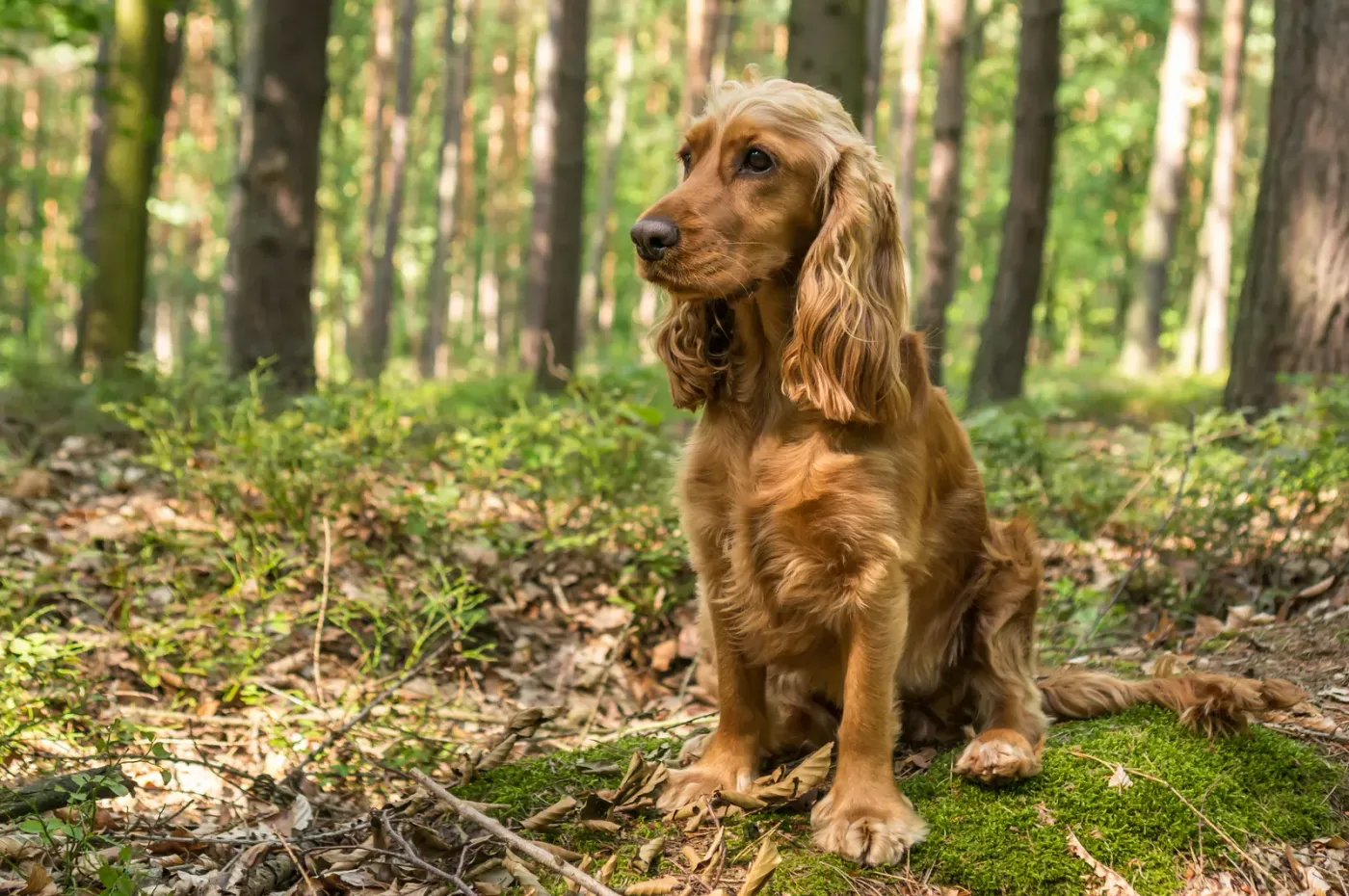English cocker spaniel sitting on a forest path
