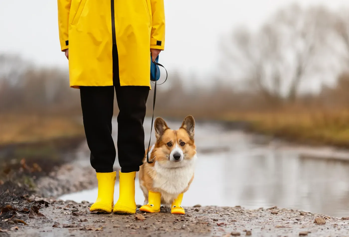 Corgi standing at a puddle beside its owner's yellow rain boots