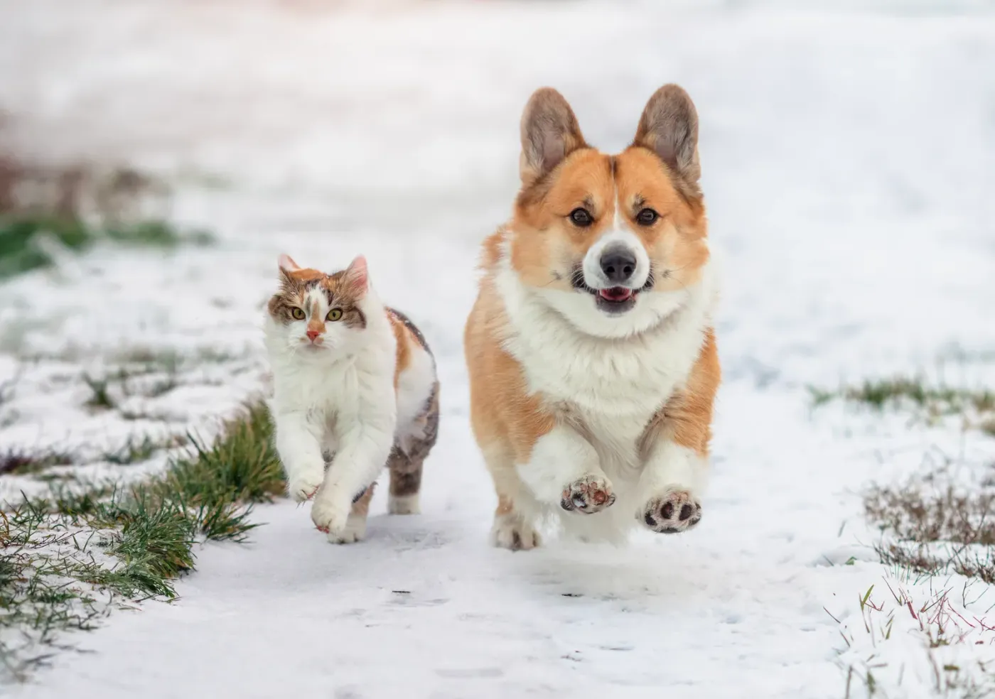 Corgi and a cat trotting side by side through snow
