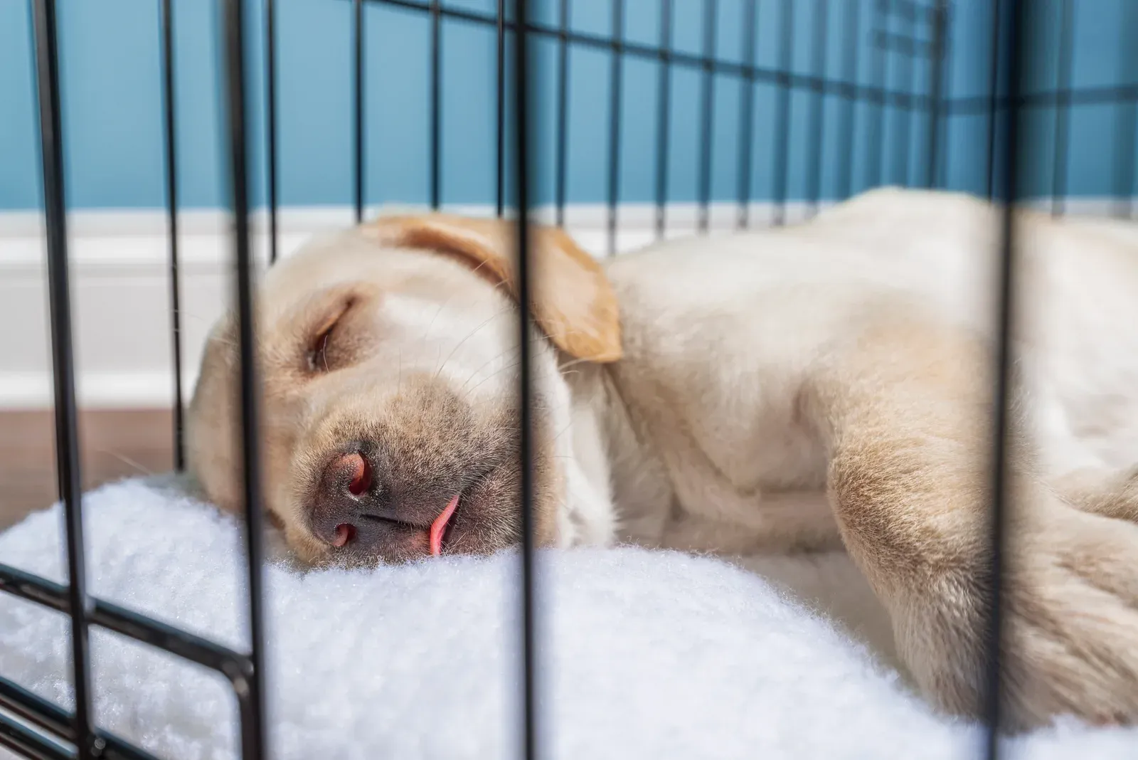 Sleeping puppy resting comfortably in a crate on a white blanket