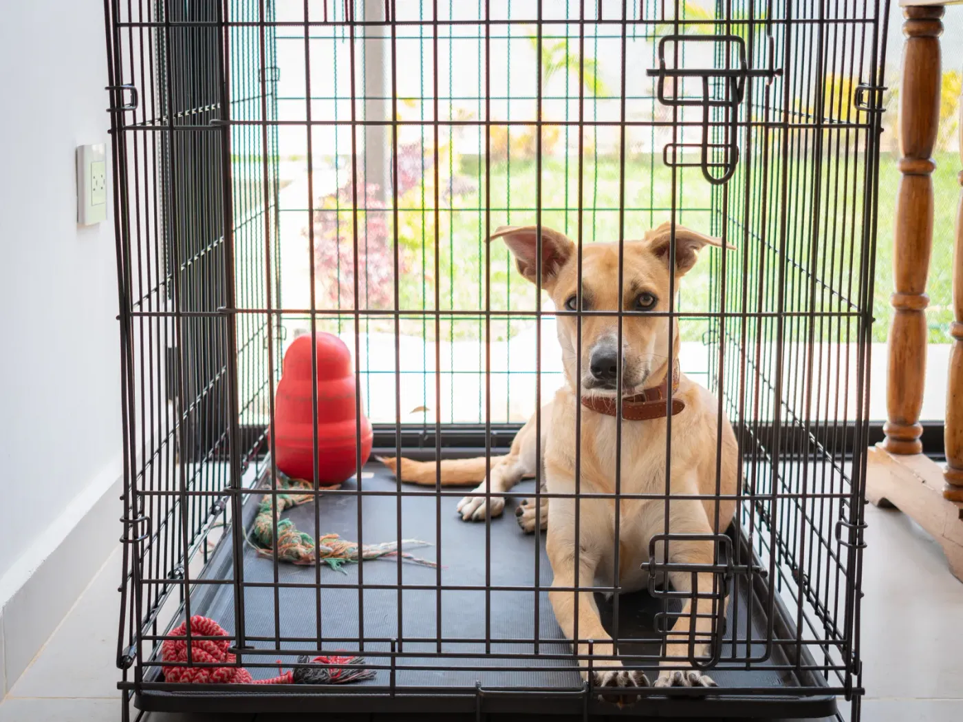 Dog waiting in a crate with its toys