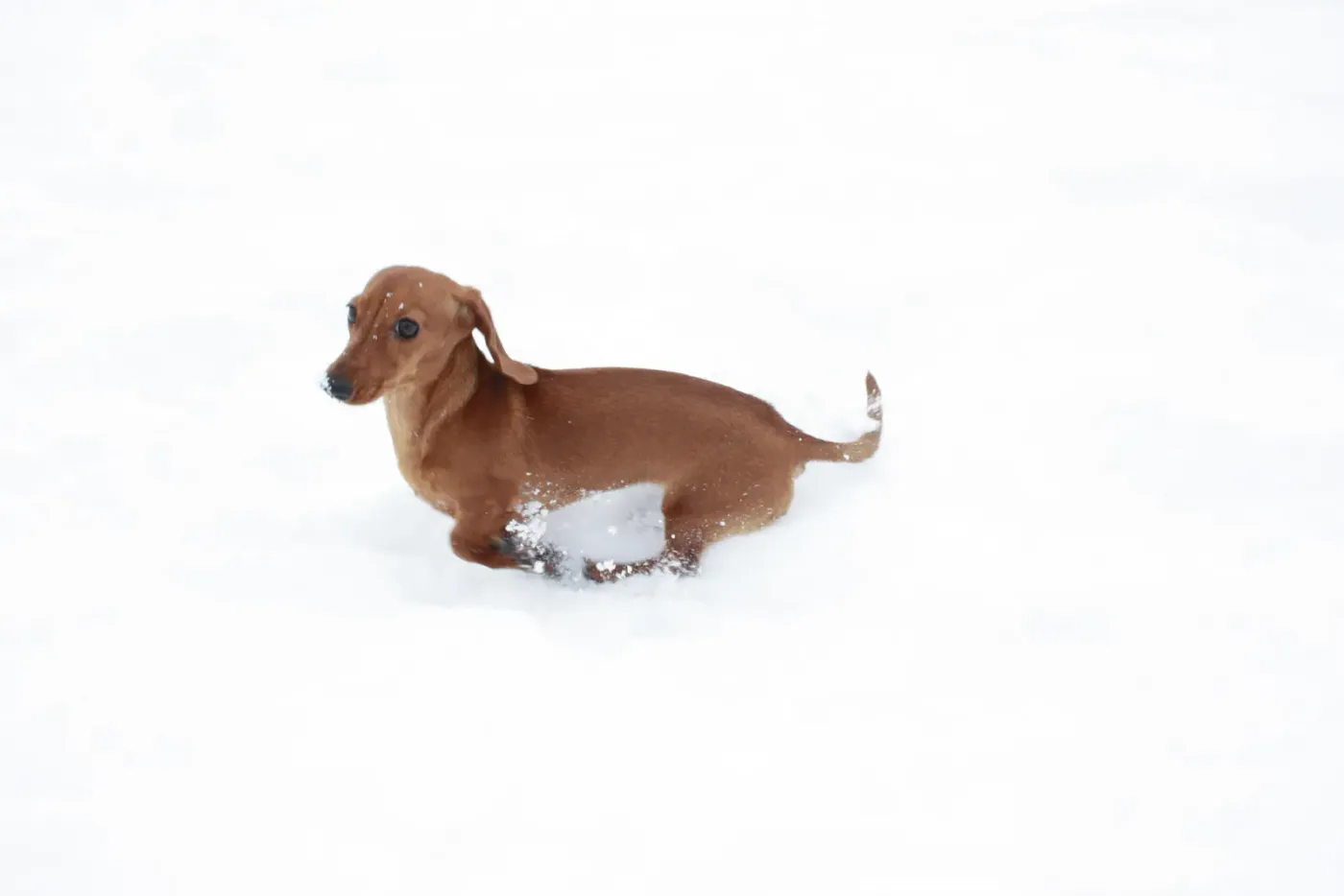 Dachshund bounding through deep snow