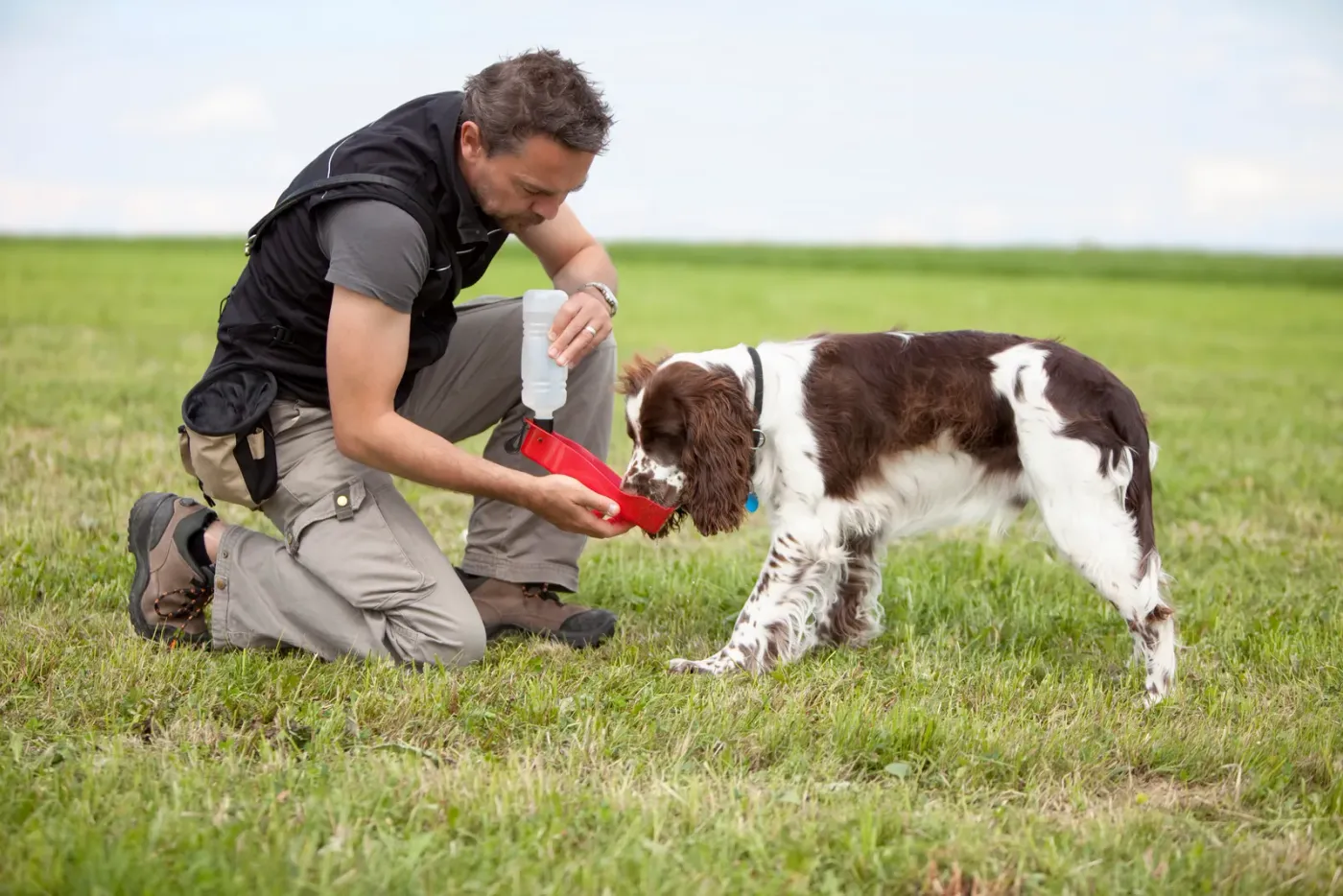 Trainer kneeling in a field rewarding a springer spaniel with a toy