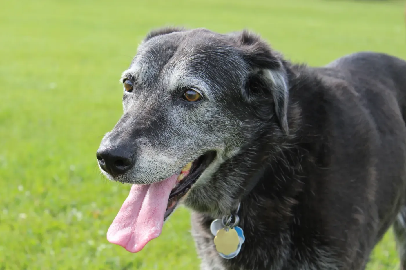 Grey-muzzled senior dog panting in the sun