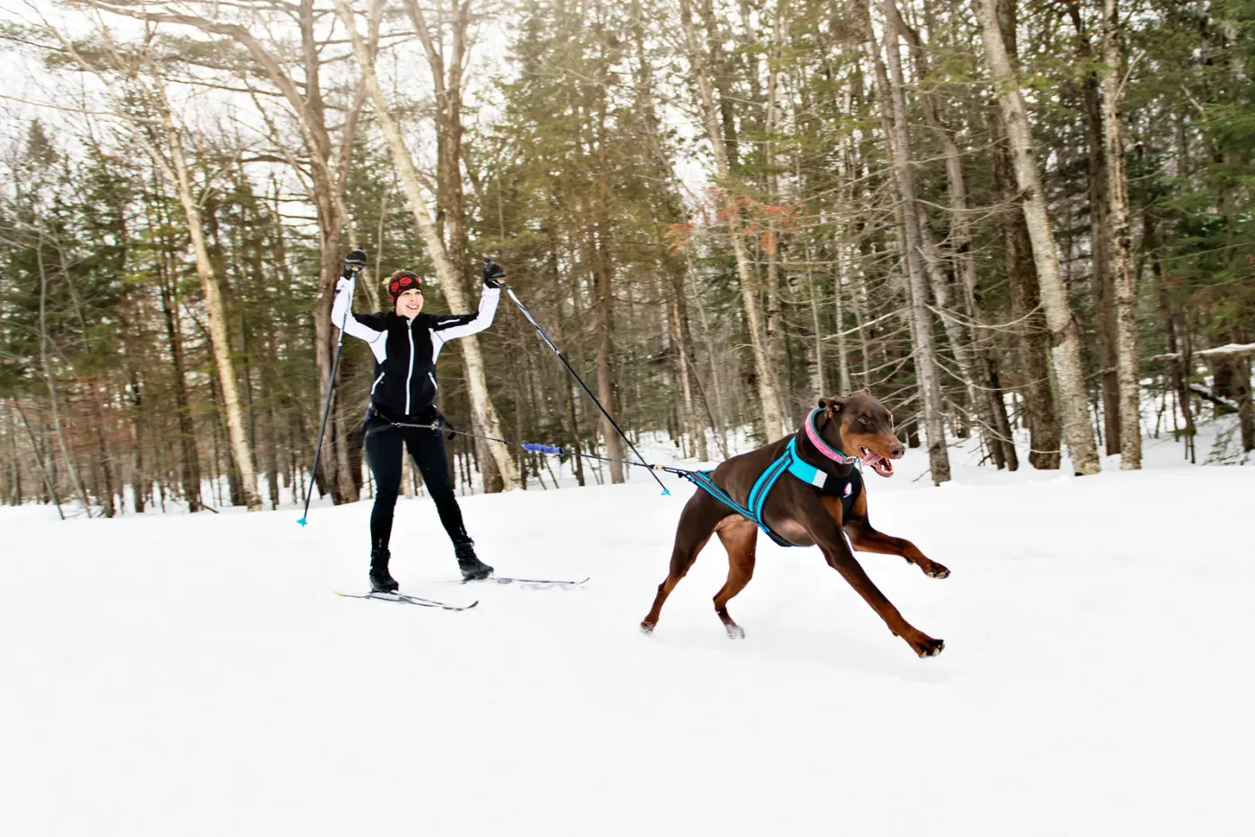 Doberman in a winter coat running toward its owner in a snowy park