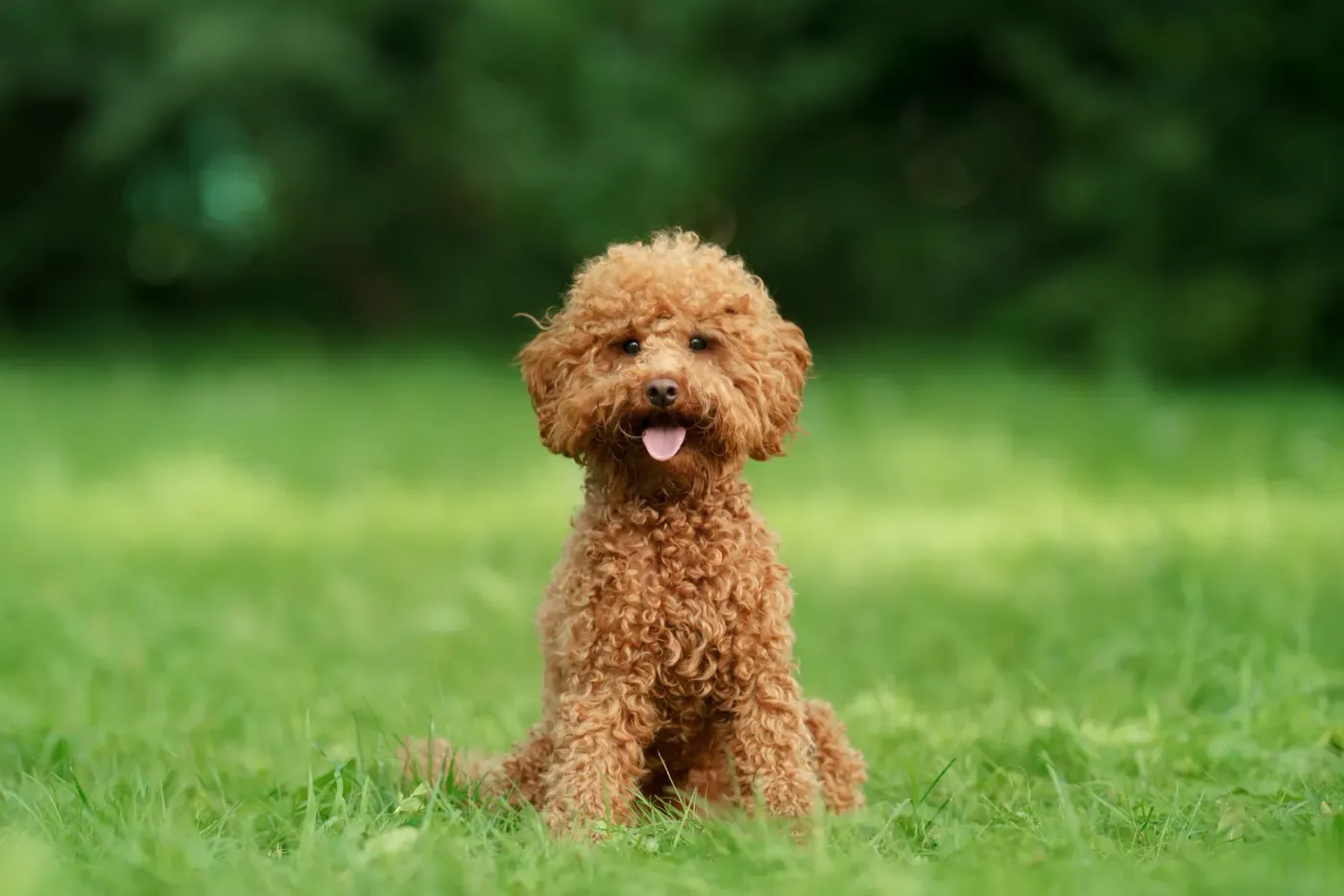 Red doodle puppy sitting on a summer lawn
