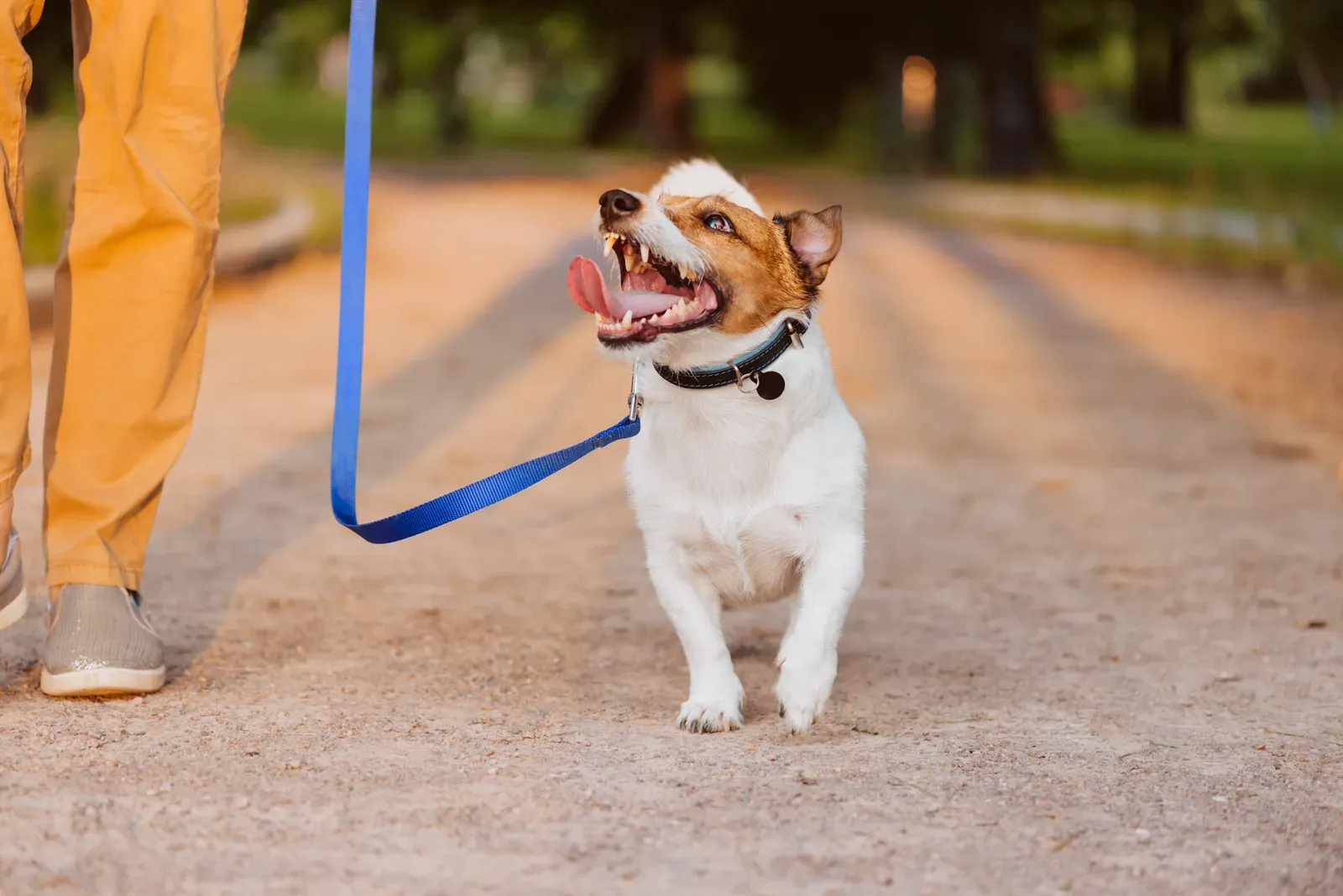 Happy dog on leash looking up eagerly at its owner on a park path