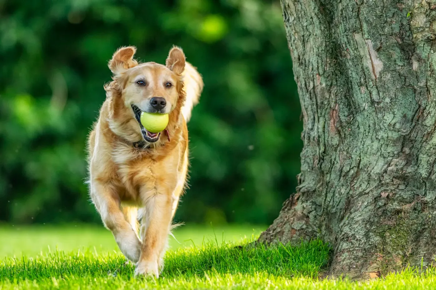 Golden retriever running back with a tennis ball