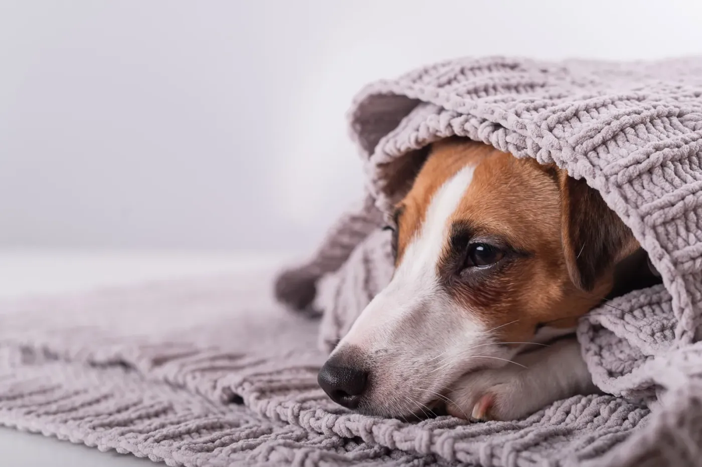 Dog hiding under a knitted blanket on a bed