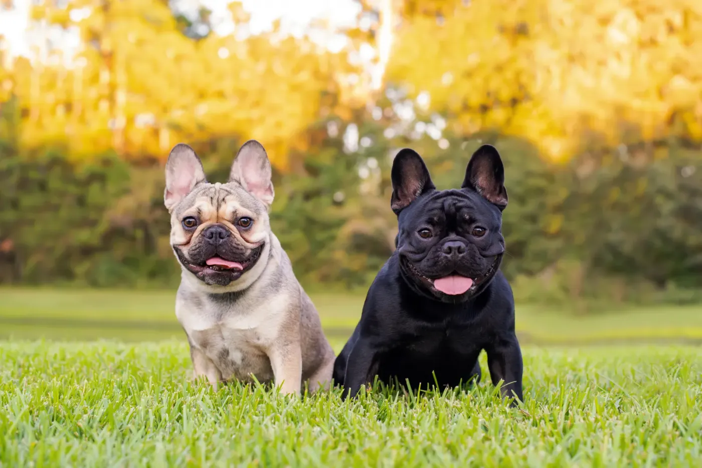 Two French bulldogs sitting together on a lawn