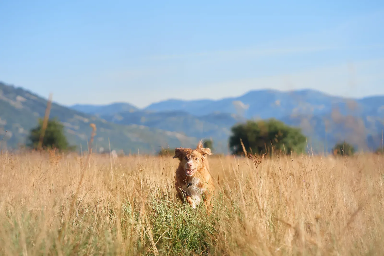 Dog moving through a golden grass field with mountains behind
