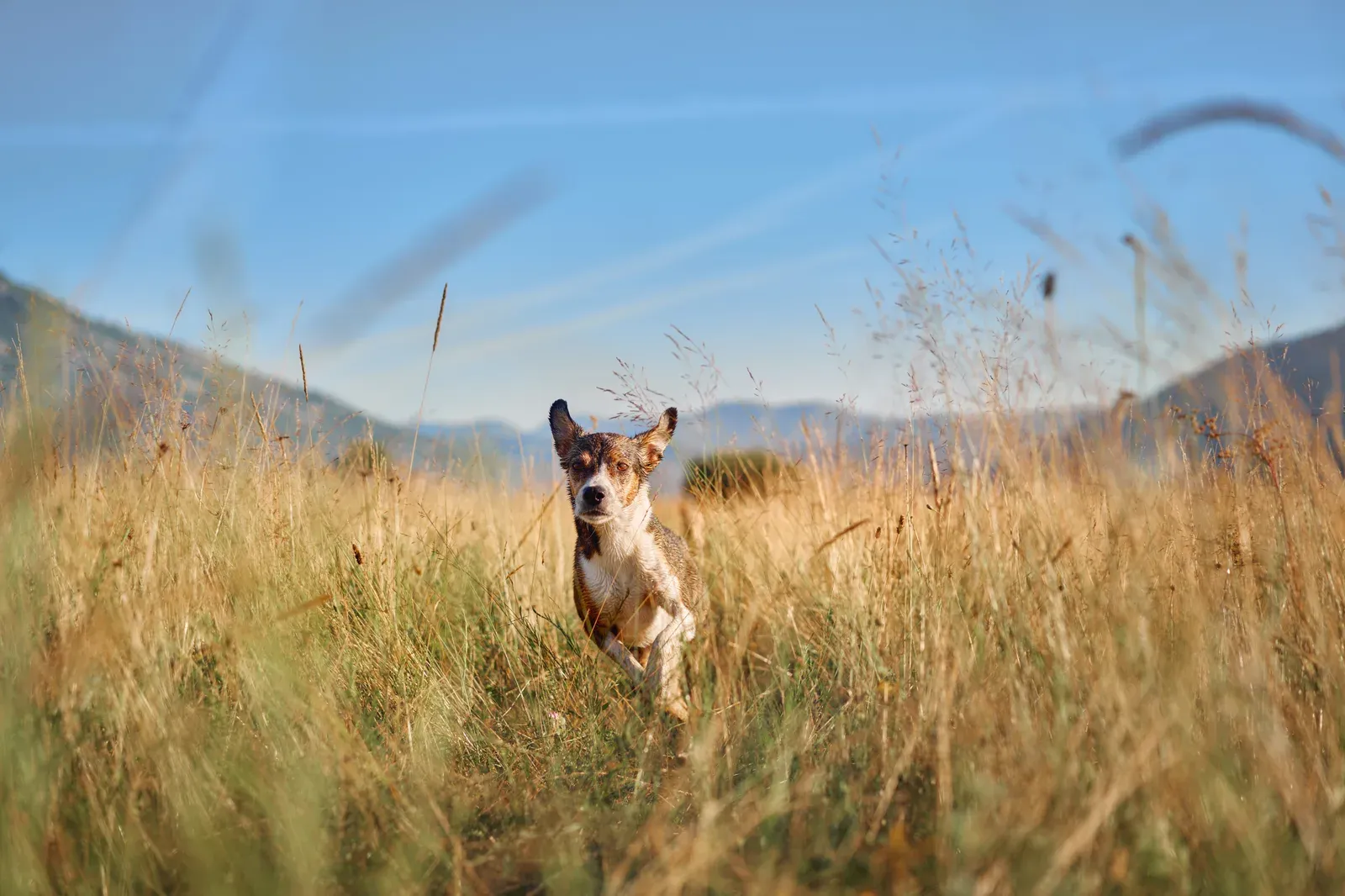 Dog running joyfully through tall golden grass