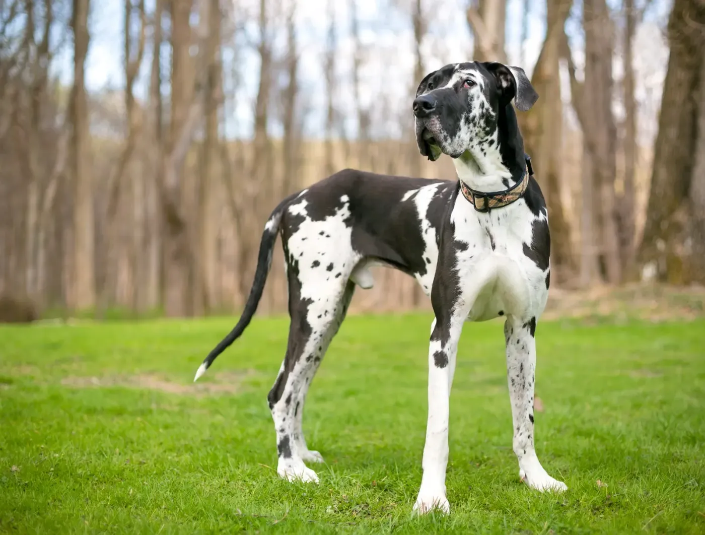 Harlequin Great Dane standing in a park in early spring