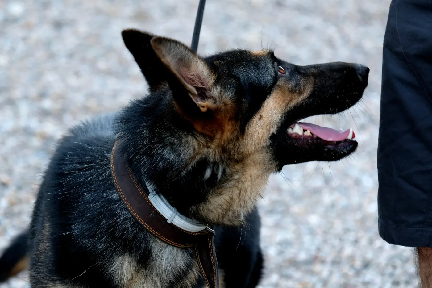 Young German shepherd on leash looking up attentively at its handler
