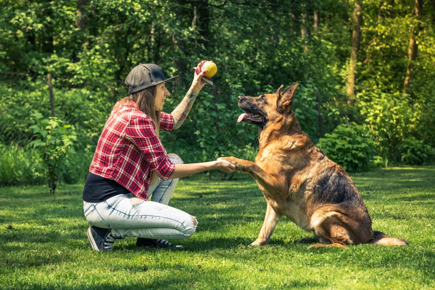 German shepherd offering a paw to a kneeling woman on a sunny lawn