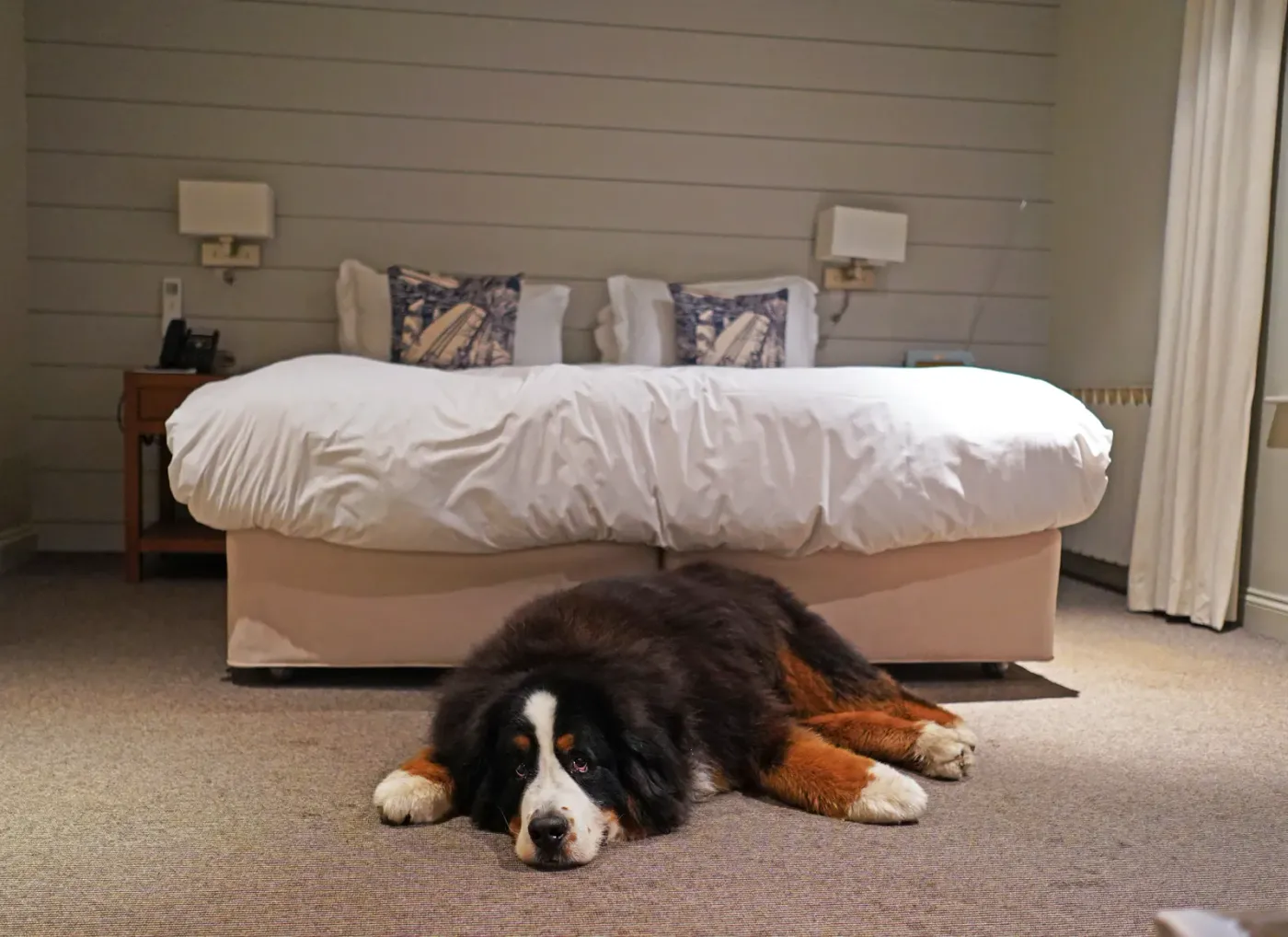 Bernese mountain dog lying beside a hotel bed