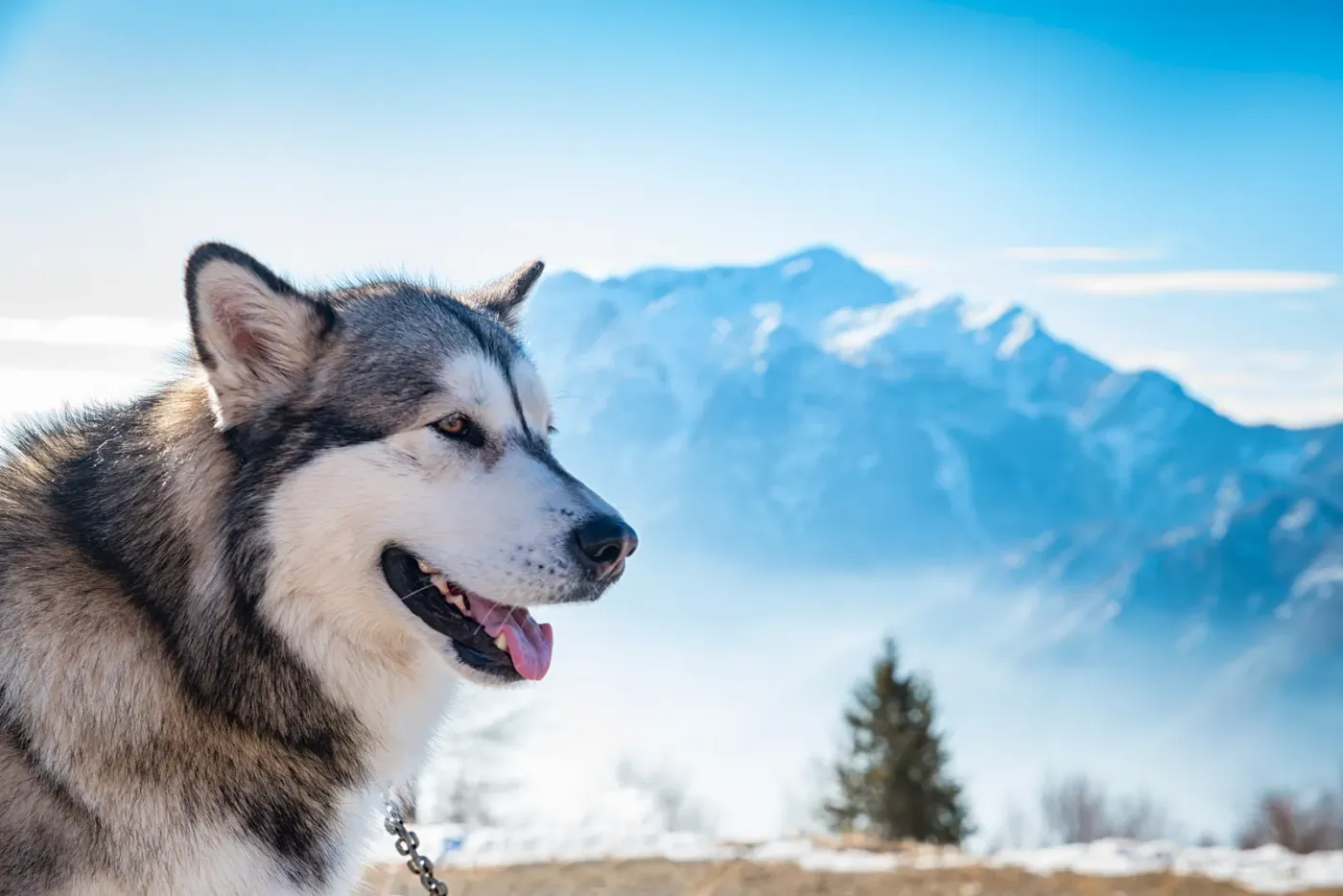 Husky in profile with snowy mountains and blue sky behind
