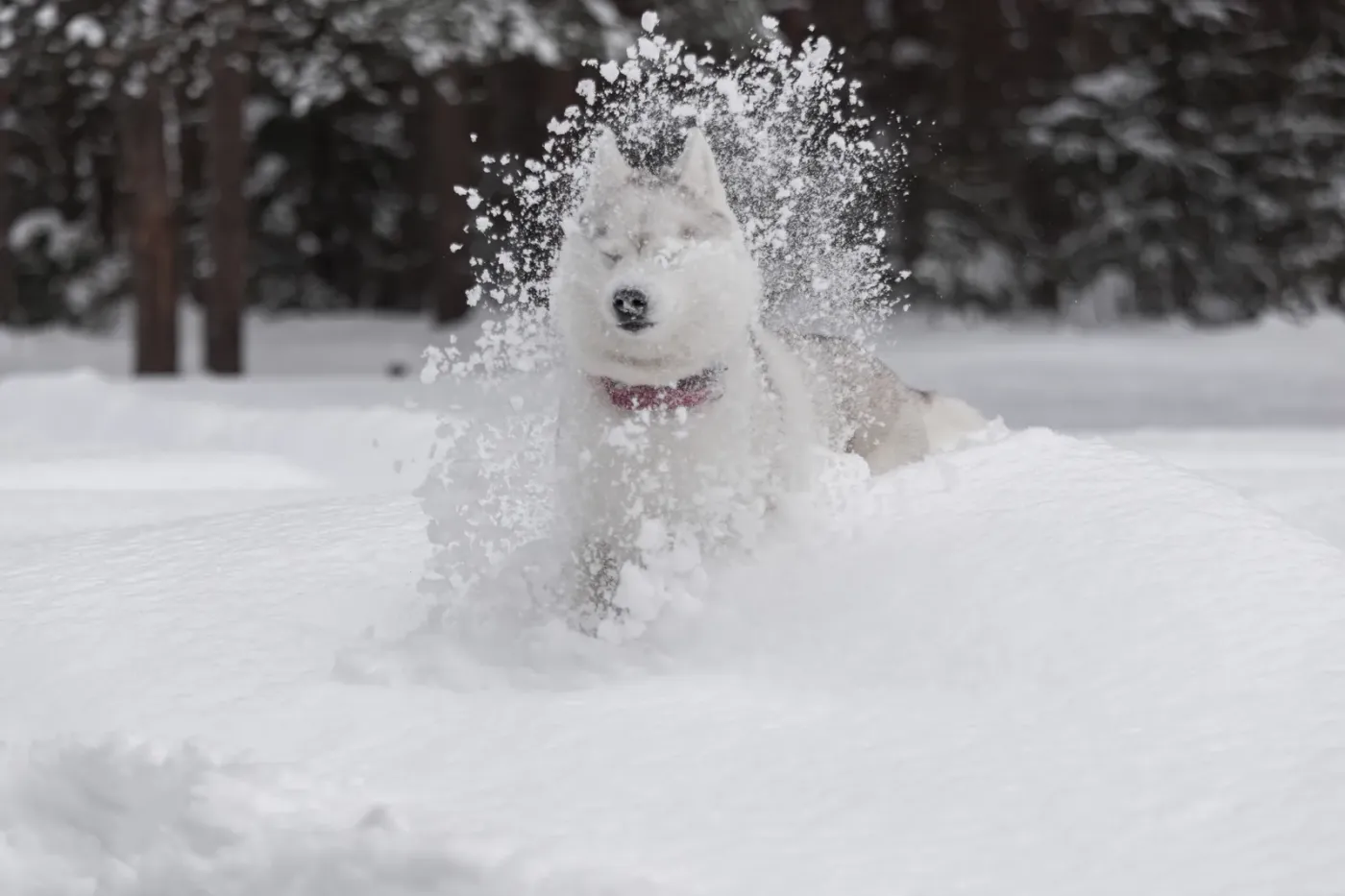 Husky bounding through deep powder snow