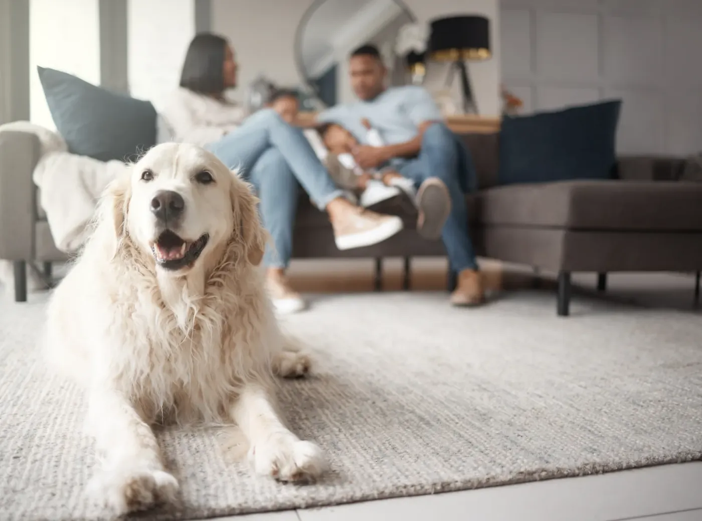Golden retriever lying on a living room rug while a family relaxes behind