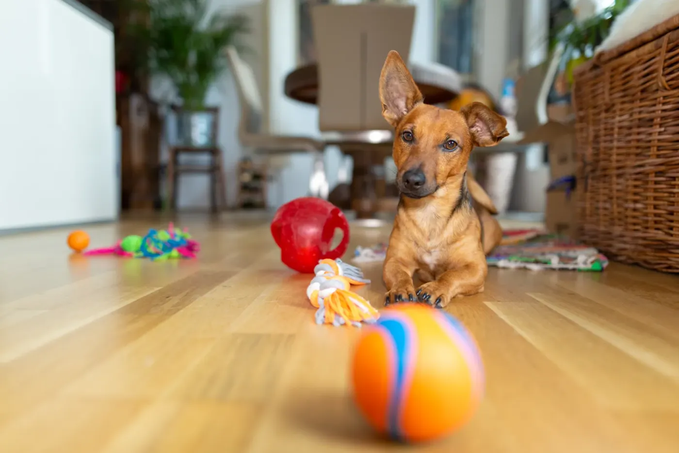 Small dog lying on a wooden floor surrounded by toys