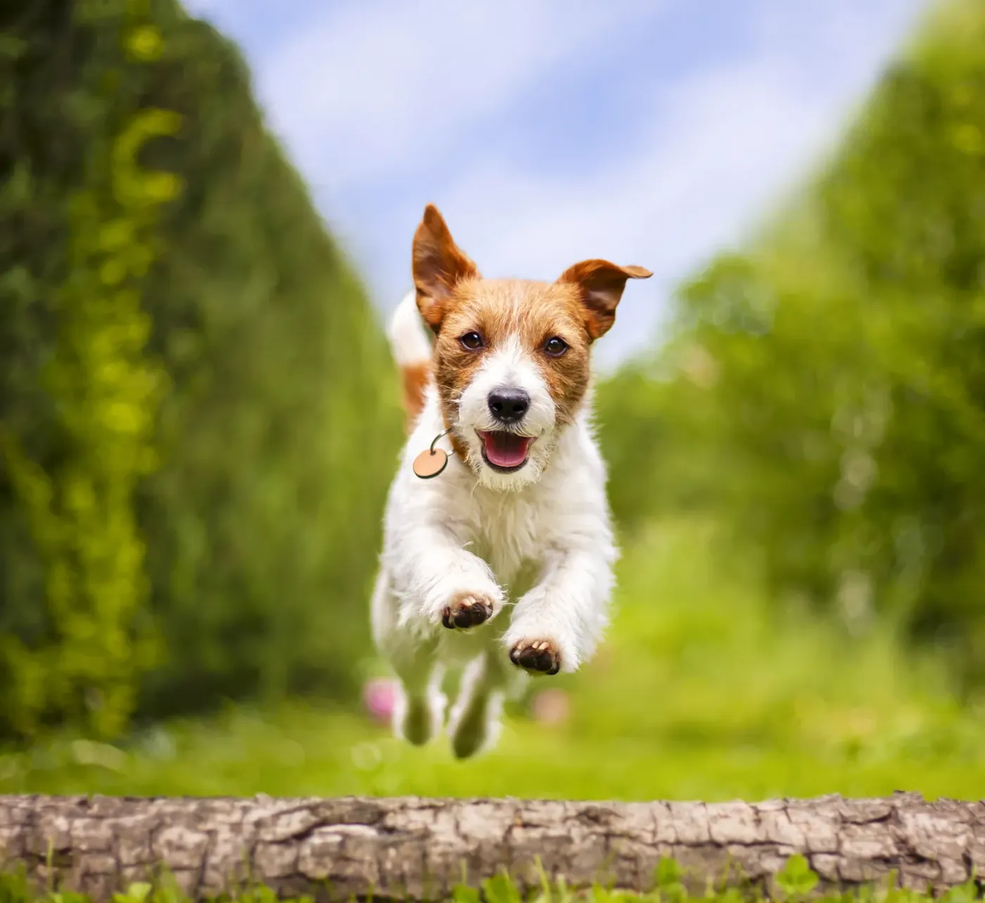 Jack Russell terrier running through a summer meadow