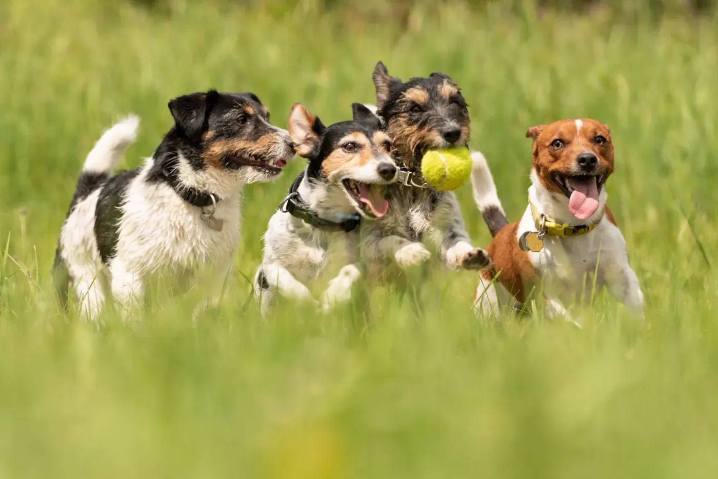 Pack of Jack Russell terriers chasing a ball across a meadow