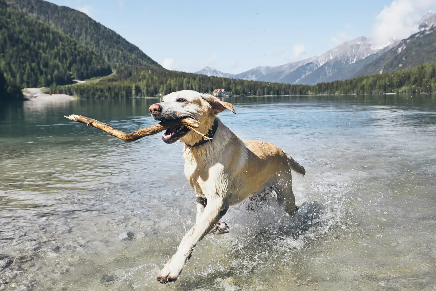 Yellow lab carrying a stick out of a mountain lake