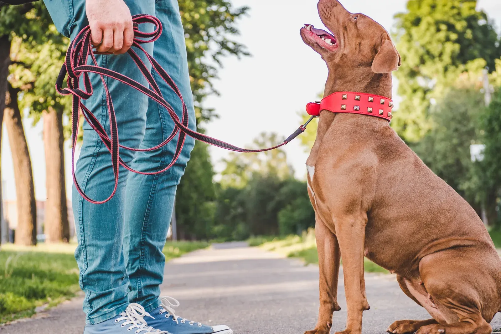 Handler working calmly with a dog on leash