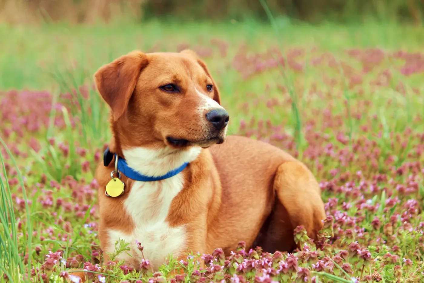 Beagle mix wearing a collar and tag lying in a wildflower field