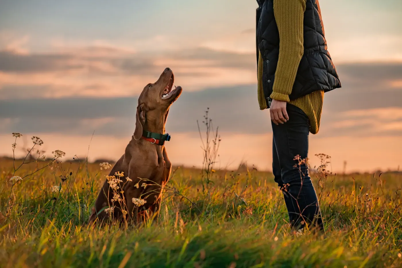 Dog sitting in tall grass looking up at its owner at golden hour
